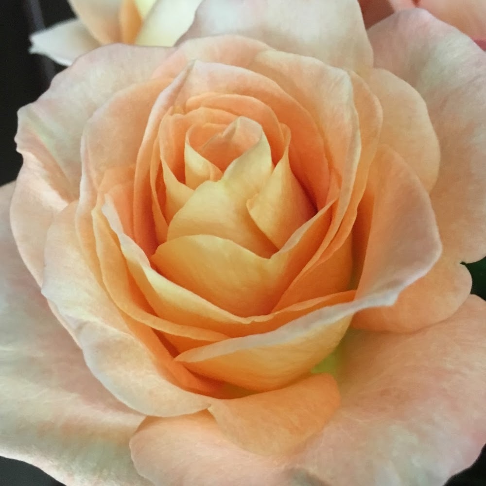 Meet your Posher, Olivia